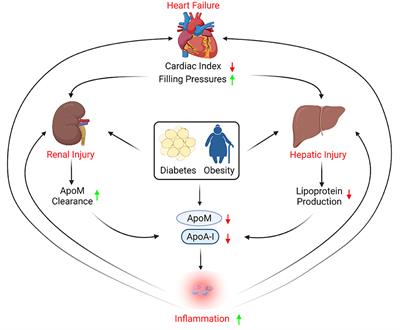 HDL Composition, Heart Failure, and Its Comorbidities